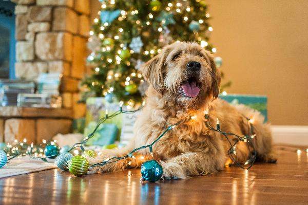 Dog Wrapped in Tree Lights