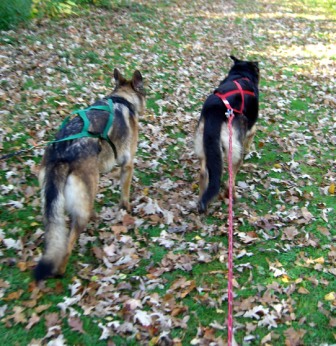 Two German Shepherd Dogs Pulling