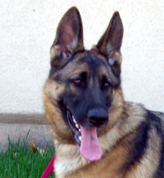German Shepherd Dog