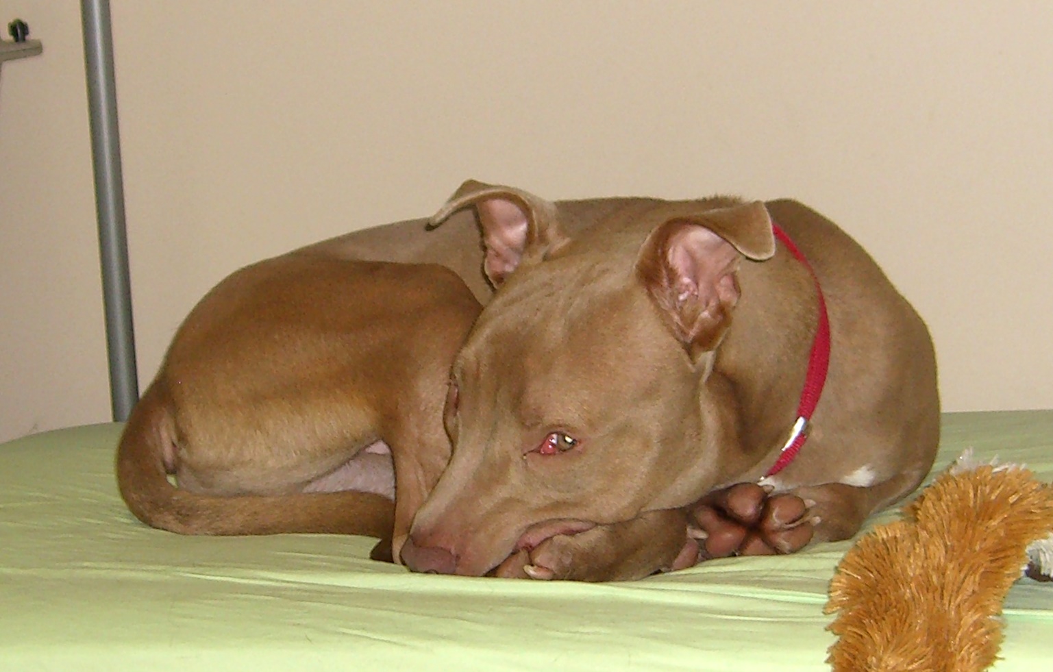 Pit Bull Lies in bed