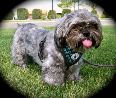 Phoebe - Shihtzu