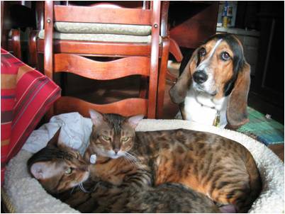 Marotz_pets