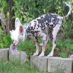 Chinese Crested Dog