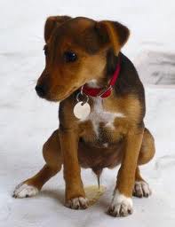 puppy peeing