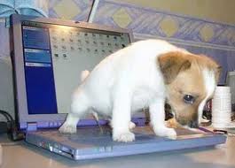 puppy peeing on keypad
