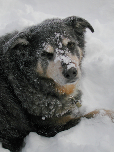 Dog with snow on face