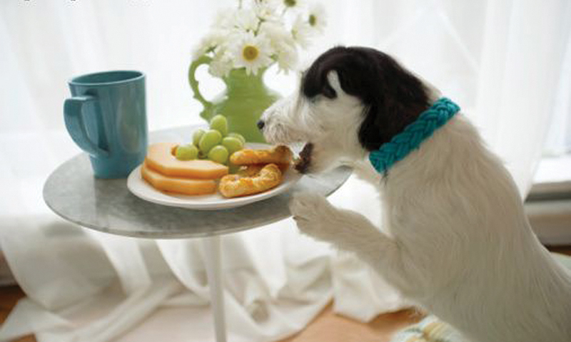 Dog stealing food