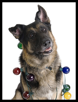 Conan in Christmas lights