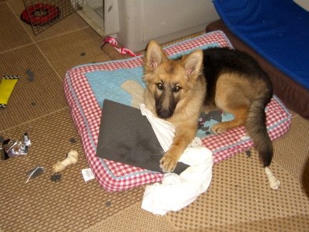 German Shepherd Dog with shredded Pillow