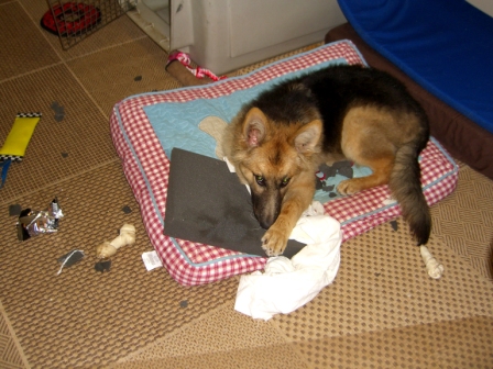 German Shepherd dog lying on chewed cushion
