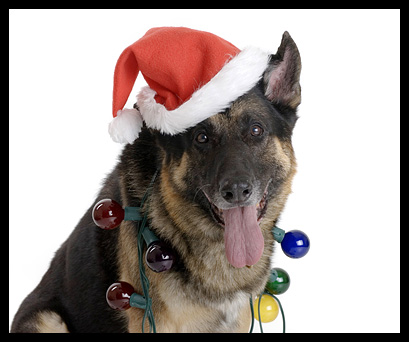 Conan in Santa Hat
