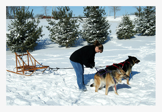 Dog sledding