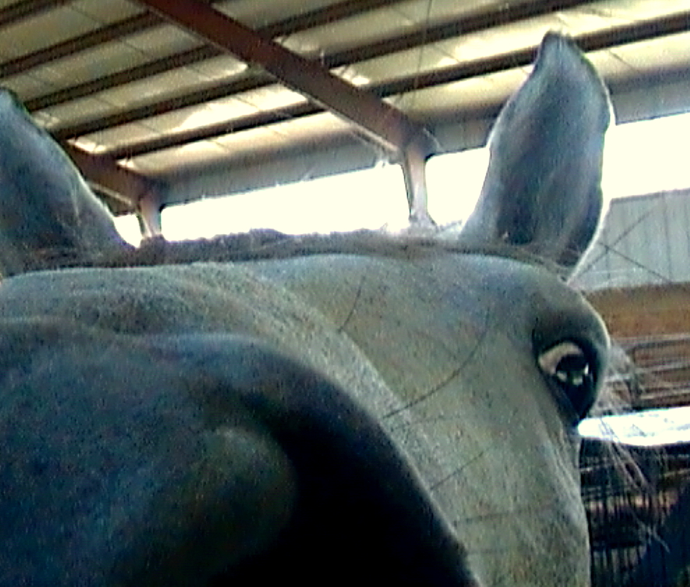 Horse Photo