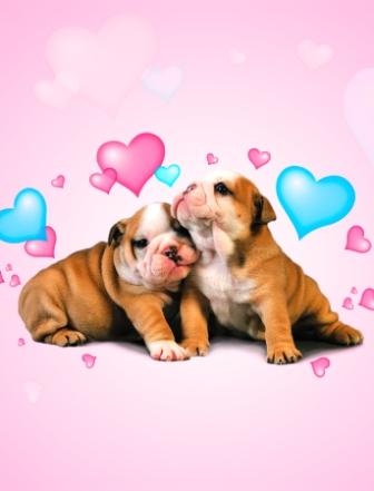 Shar Pei puppies with hearts