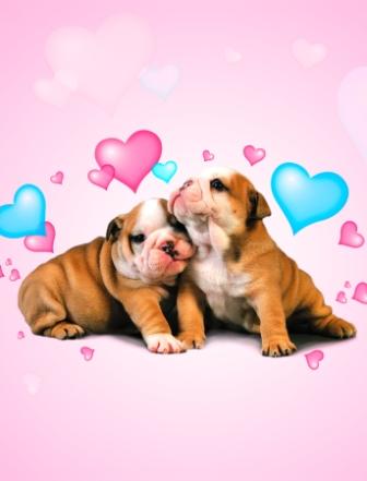 shar pei hearts