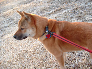 Kim, the Jindo Kim