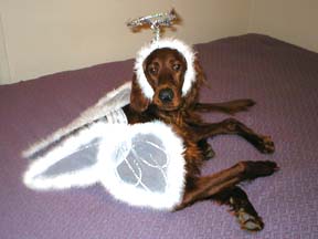 Angel dressed like an angel