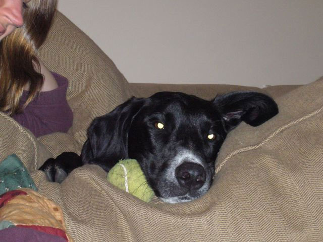 Frankie