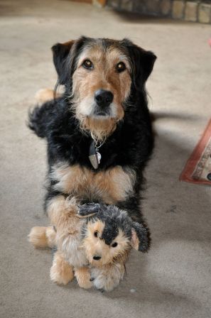 Wyatt & Stuffed Wyatt Wyatt and Stuffed Wyatt