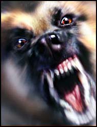 Aggressive Dog