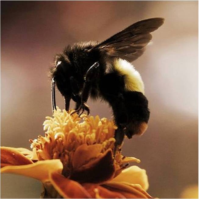 Bumble Bee Symbolism