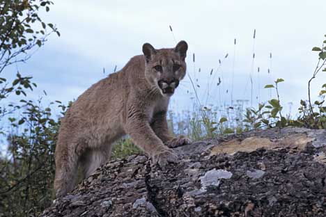 Cougar Symbolism