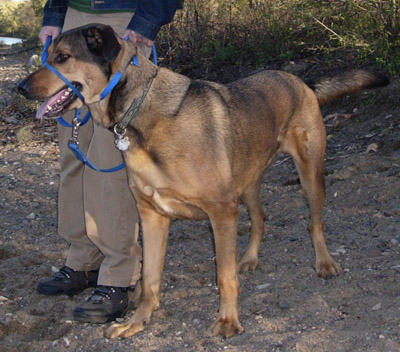 Dakota, German Shepherd Dog/Great Dane Mix