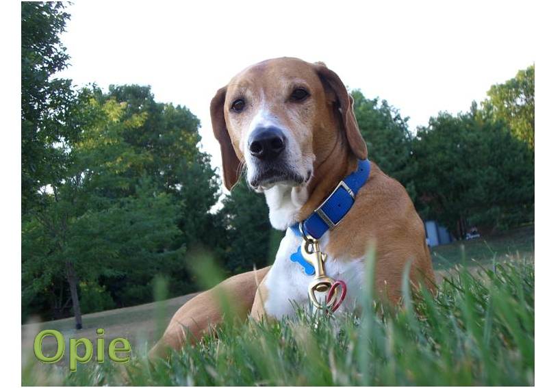 Opie on lawn